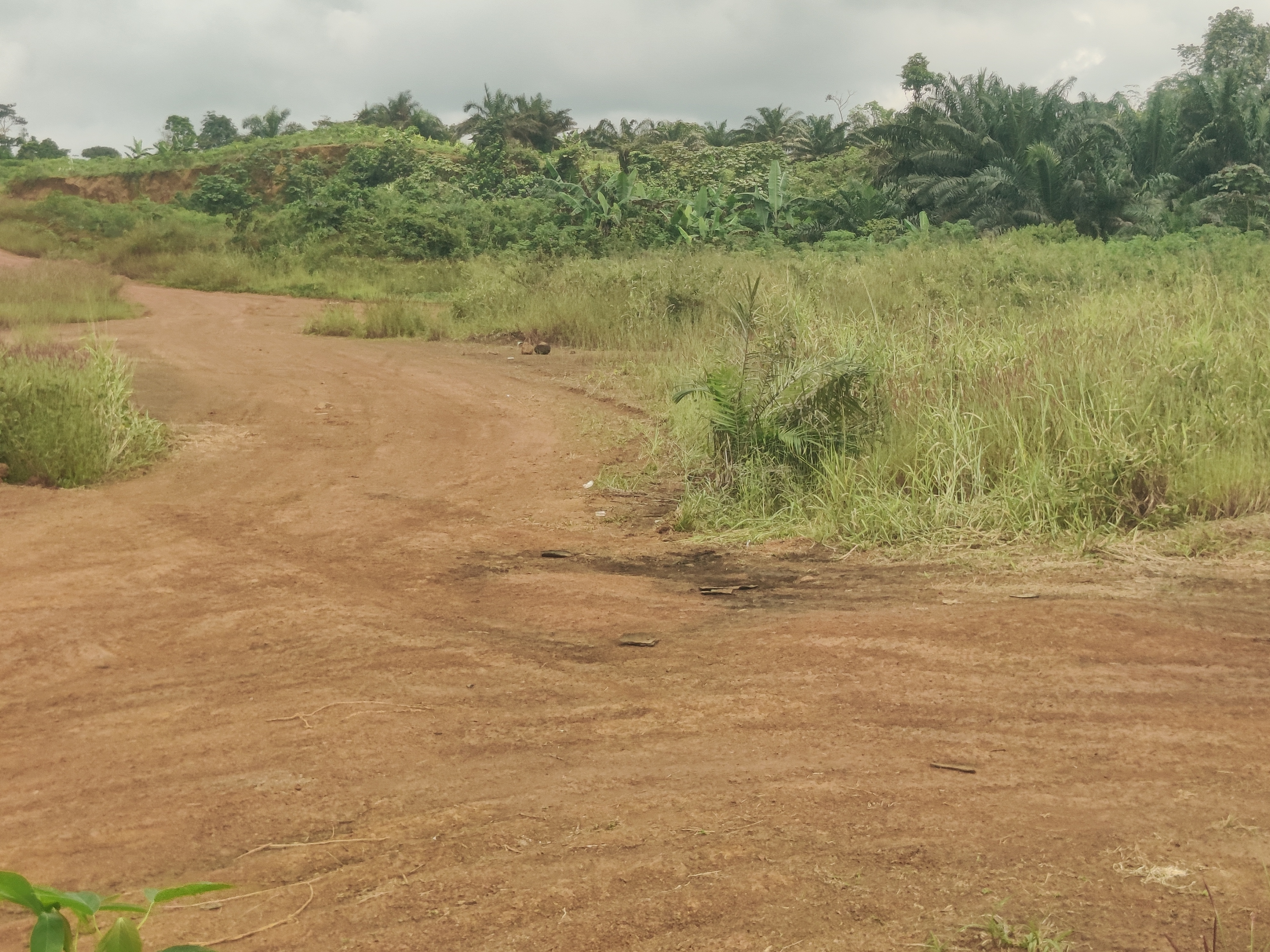 Affordable Titled Plots At Mile 16 Layout Buea